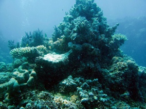 Korallengarten am Great Barrier Reef